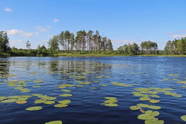 Fantasztikus táj tavirózsák az erdei tóhoz. Szokatlan és festői táj. Oroszország. — Stock Fotó