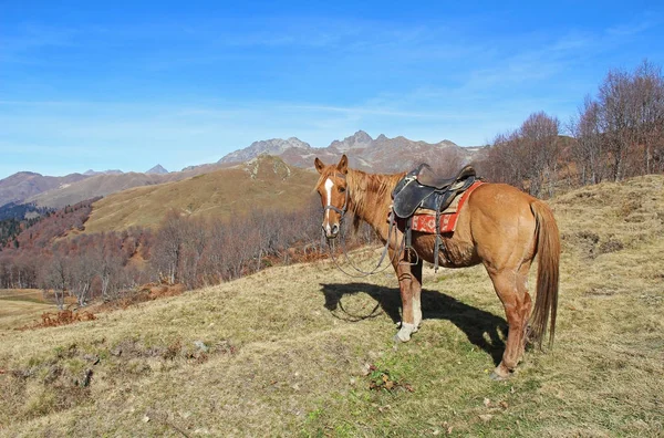 Caballo sobre un fondo de colinas y montañas amarillas de otoño. República de Abjasia . — Foto de Stock