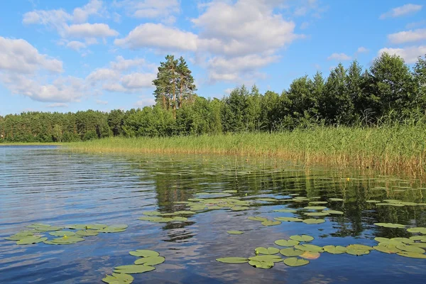 Paysage fantastique avec nénuphars sur un lac forestier. Scène inhabituelle et pittoresque. Russie . — Photo