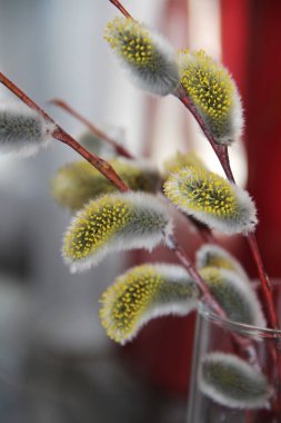 Erken bahar çiçekli erkek catkins (kedi söğüt, gri söğüt, keçi söğüt). Paskalya dekorasyonu için Genişletilmiş tomurcukları ile Dallar.