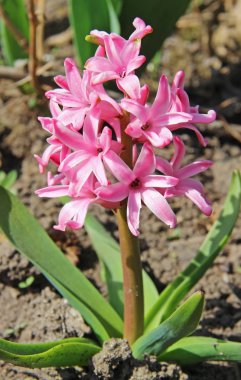 Bir bahçede pembe bahar sümbül çiçeği.