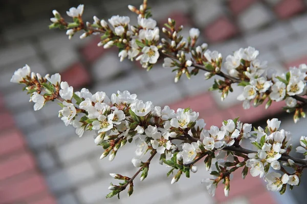 Witte bloemblaadjes van een nanking kersen-bloesem in het voorjaar. Prunus tomentosa. — Stockfoto