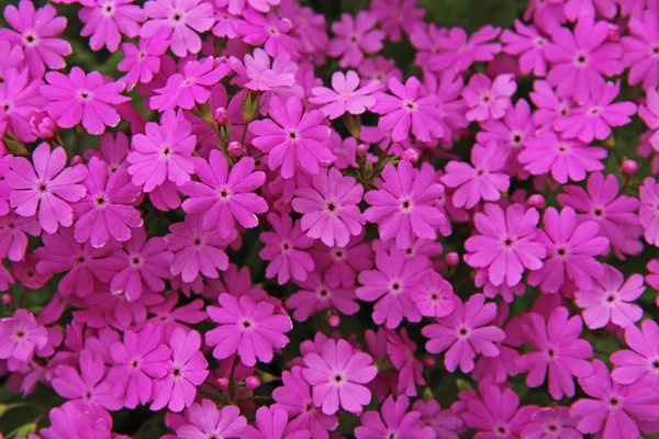 Smukke forår lyserøde blomster Primula sieboldii . Royaltyfrie stock-billeder