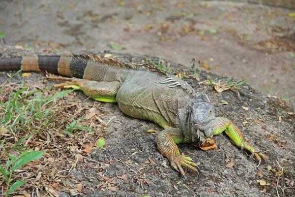 Green Iguana, iguana Iguana, även känd som American Iguana, Pantanal, Porto Jofre, Mato Grosso, Brasilien, Sydamerika — Stockfoto