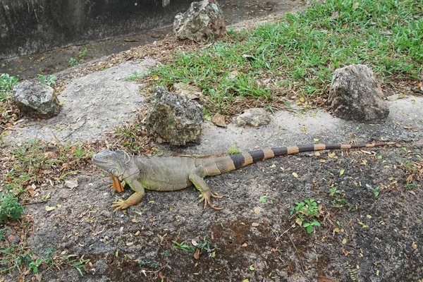 Iguana vert, Iguana Iguana, également connu sous le nom d'American Iguana, Pantanal, Porto Jofre, Mato Grosso, Brésil, Amérique du Sud — Photo