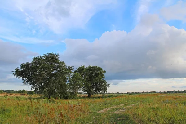 Lato łąki z drzewami i błękitnym niebem z chmurami, Rosja. — Zdjęcie stockowe