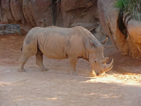 Rhino o rinoceronte en los paseos de polvo y arcilla . — Foto de Stock
