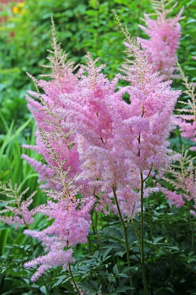 Ροζ Astilbe κοντινό πλάνο αυξανόμενος στον κήπο. — Φωτογραφία Αρχείου