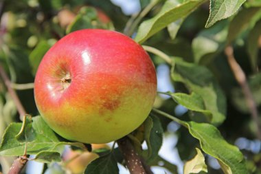 Elma ağacı dalı üzerinde kırmızı-sarı Shtrifel elma.
