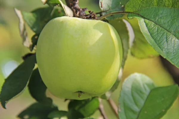 Gele Antonovka apple op de vertakking van de beslissingsstructuur van apple. — Stockfoto