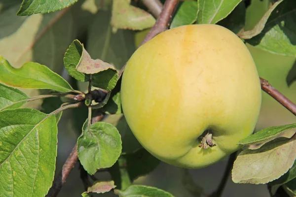 Gele Antonovka apple op de vertakking van de beslissingsstructuur van apple. — Stockfoto