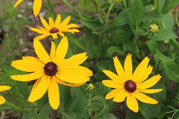 Flores amarelas Rudbeckia no jardim. Cena natural . — Fotografia de Stock