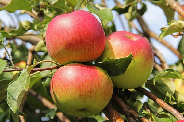 Rood-gele Shtrifel appels op de vertakking van de beslissingsstructuur van apple. — Stockfoto