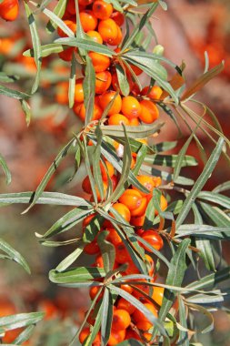 Deniz topalak portakal çilek ile şube.
