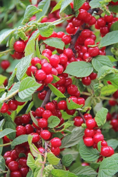 Nanchino rosso ciliegie su un albero all'inizio dell'estate. Prunus tomentosa, Cerasus tomentosa . — Foto Stock