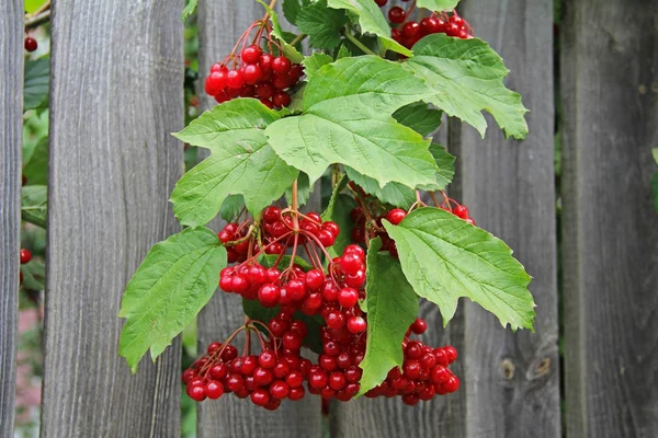 Bunches of red berries of viburnum on a branch ripening in late summer against the background of an old wooden fence.