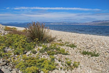 Hırvatistan 'ın Supetar kenti yakınlarında Transparan Mavi Su ile Adriyatik Denizi' nin güzel manzarası. Popüler seyahat yerleri.