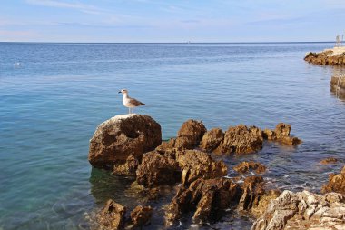 Hırvatistan 'ın Rovinj kenti yakınlarında bir martı, taştan bir kıyısı ve şeffaf mavi suyu olan Adriyatik Denizi' nin güzel manzarası.
