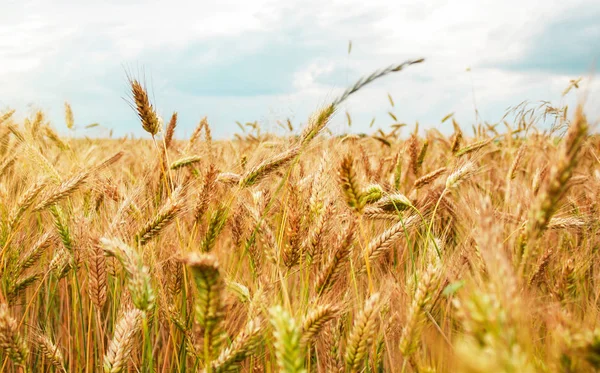 Mısır buğday alan bulutlar çerçevede bir kulak. Alanını hasat