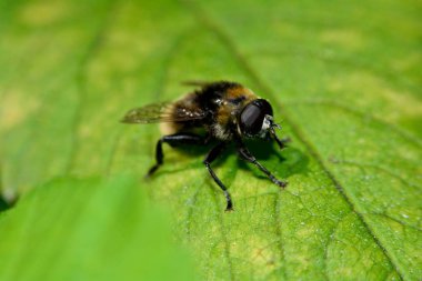 Bumblebee yeşil yaprak üzerinde oturur