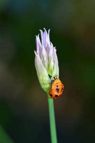 Une Larve Coccinelle Sur Une Ciboulette Pourpre Fleurit — Photo