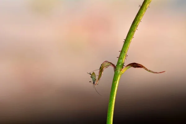 Aphid Stelo Con Molto Spazio Testo — Foto Stock