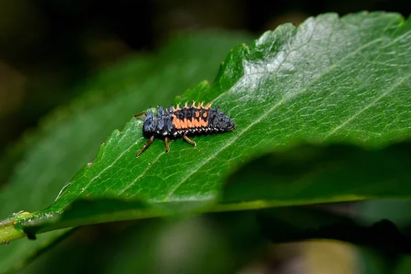 Larve Une Coccinelle Asiatique Sur Une Fleur Ciboulette Violette — Photo