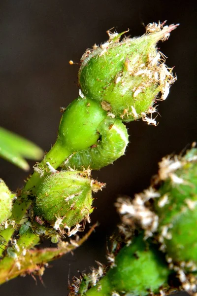 Chenille Verte Mange Puceron Assoit Sur Bouton Rose — Photo