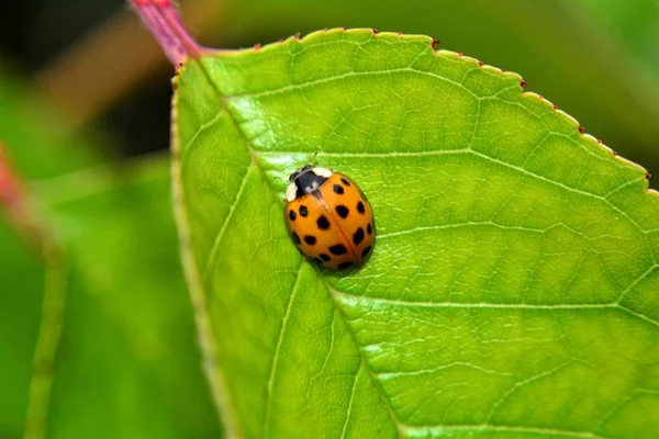 Ladybird Green Leaf Nature — Stock Photo, Image