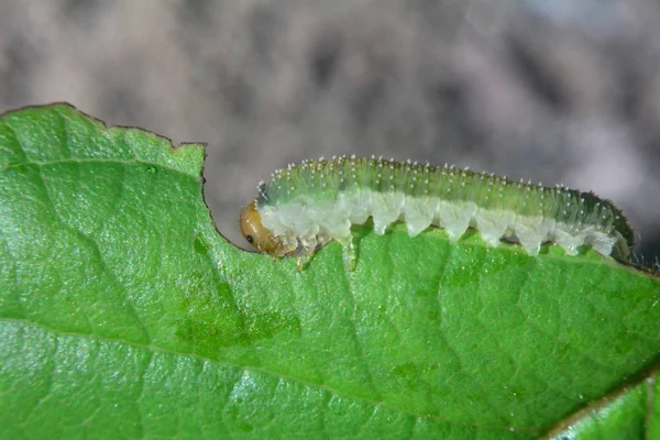 Groene Rups Een Blad — Stockfoto