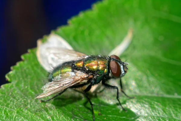 Fliege Sitzt Auf Grünem Blatt — Stockfoto
