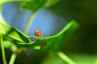 Yaprak doğada turuncu meyve sineği Drosophila Melanogaster - oturur