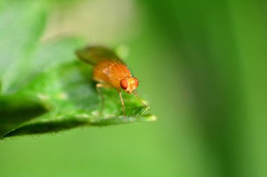 Drosophila Melanogaster - doğada turuncu meyve sineği