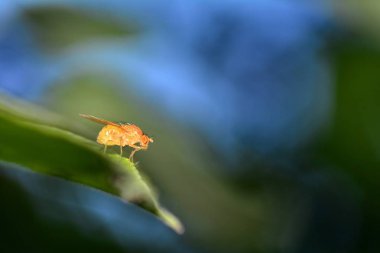 Drosophila Melanogaster - turuncu mavi gökyüzü ile doğada meyve sineği