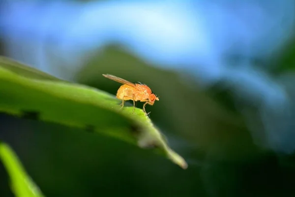 Drosophila Melanogaster Octomilky Orange Přírodě — Stock fotografie