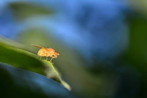 Drosophila Melanogaster Fruchtfliege Orange Der Natur Mit Blauem Himmel — Stockfoto