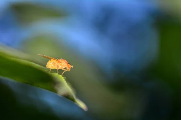 Drosophila Melanogaster Frutta Vola Natura Arancione Con Cielo Blu — Foto Stock