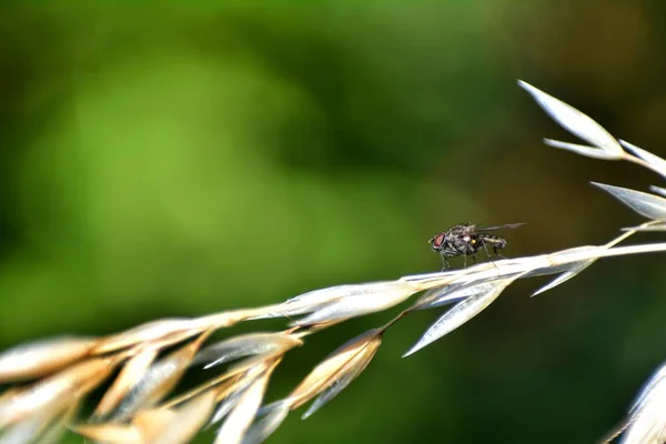 Fluga Sitter Fabriken Grön Natur Med Många Copyspace — Stockfoto