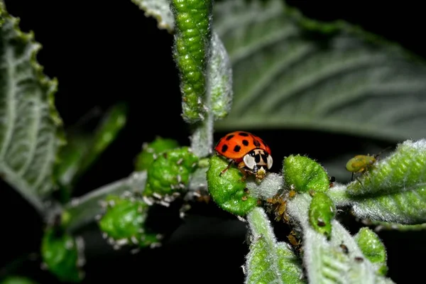 Ladybird Green Leaf Many Aphids — Stock Photo, Image