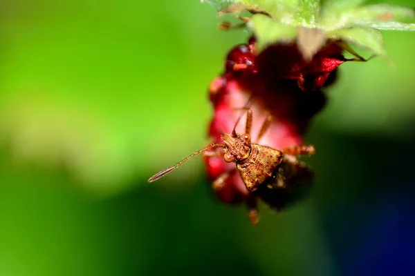 Grande Insetto Scudo Marrone Sulla Fragola Natura — Foto Stock