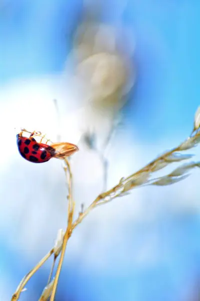 Ladybird Sur Plante Avec Beaucoup Ciel Bleu — Photo