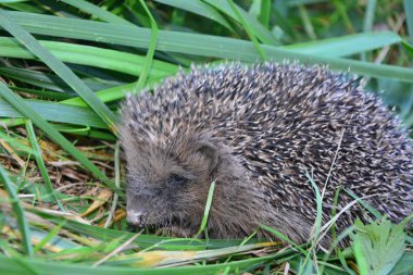 Kirpi yakın, yeşil çimenlerde oturan