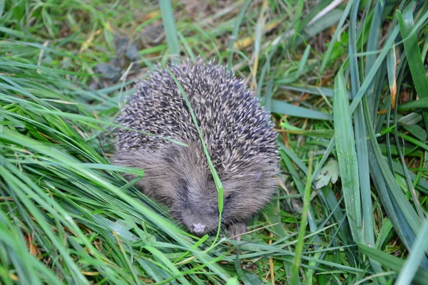 Igel Grünen Gras — Stockfoto