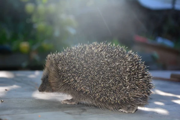 Hedgehog Side Wood Front Green Nature Sunlight — Stock Photo, Image