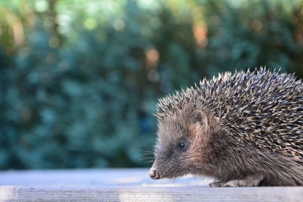 Igelkotten Från Sidan Närbild Trä Framför Grön Natur Med Många — Stockfoto