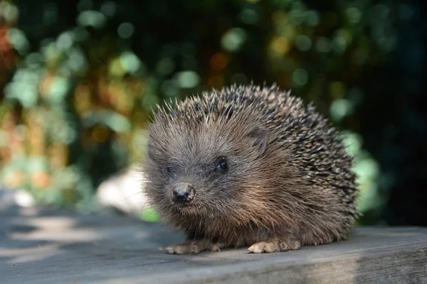 Zbliżenie Ładny Jeża Przodu Przed Zielony Natura Bokeh — Zdjęcie stockowe