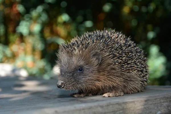 Hedgehog Close Partir Frente Antes Bokeh Natureza Verde — Fotografia de Stock