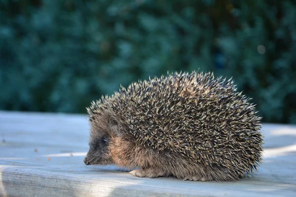 Igel Von Der Seite Auf Holz Vor Grüner Natur — Stockfoto