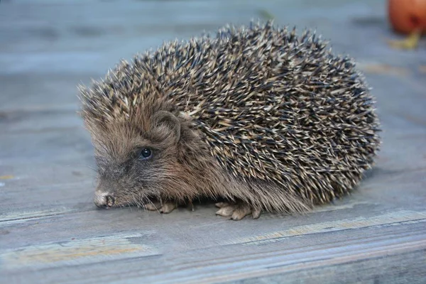 Hedgehog Side Wood — Stock Photo, Image