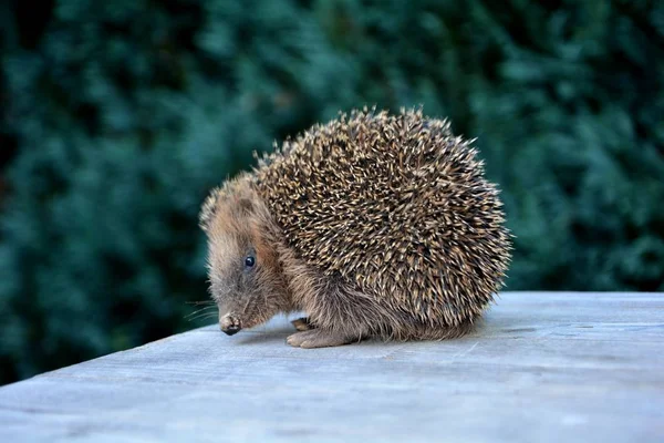 Hedgehog Side Wood Front Green Nature — Stock Photo, Image